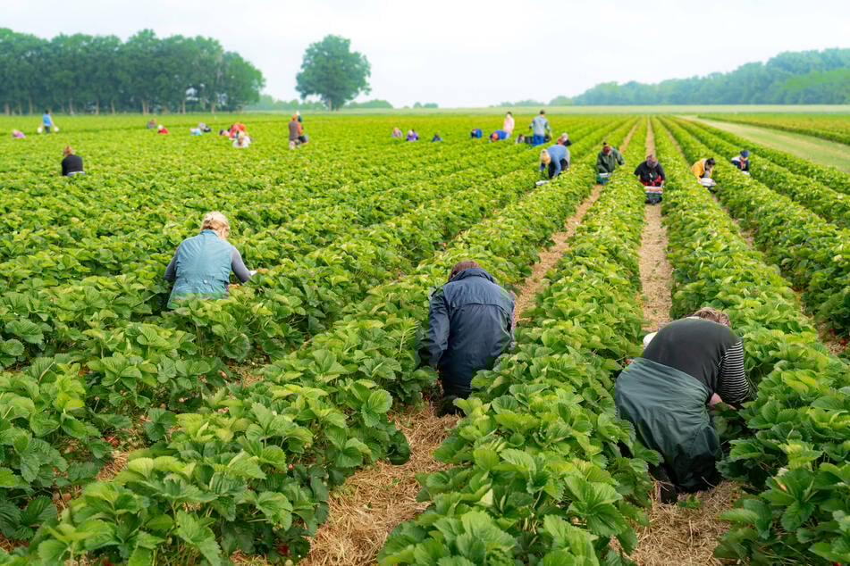 Polnische Erntehelfer pflücken Erdbeeren auf einer Erdbeerplantage. Ohne Saisonhelfer können viele Betriebe die Ernte nicht bewältigen.