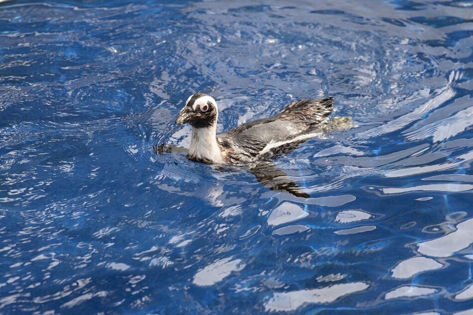 An African Penguin swims in one of pools at the SANCCOB sea-bird rescue center in Tableview, near Cape Town, South Africa.