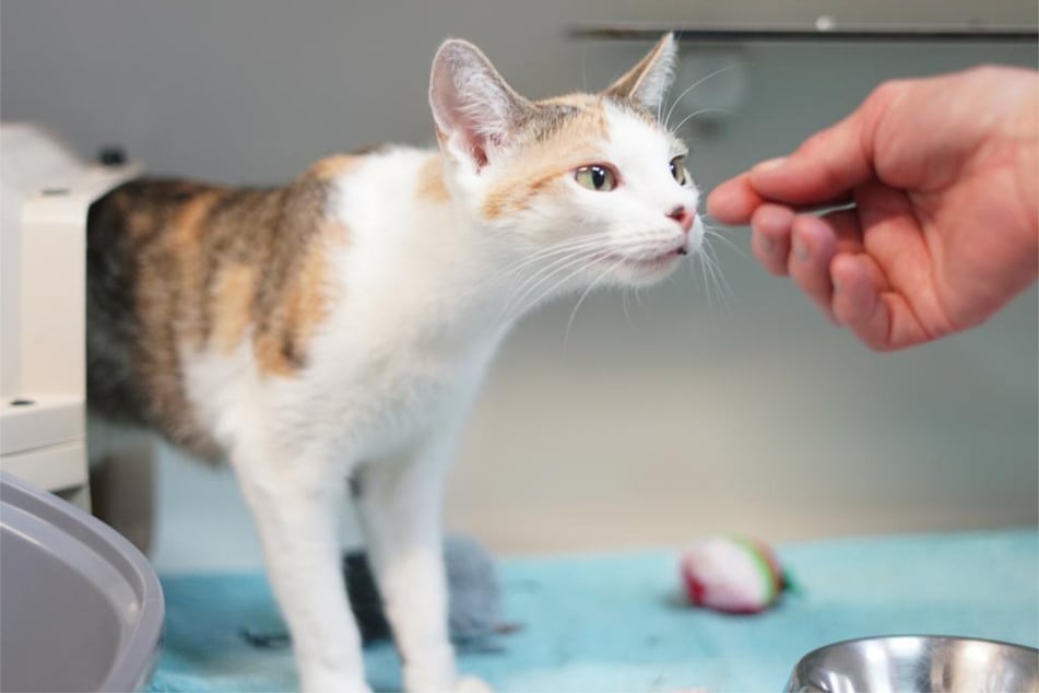 Katze Victoria sitzt zum wiederholten Male im Tierheim in Hamburg. Nach einem Zwischenfall wurde sie wieder abgeben.