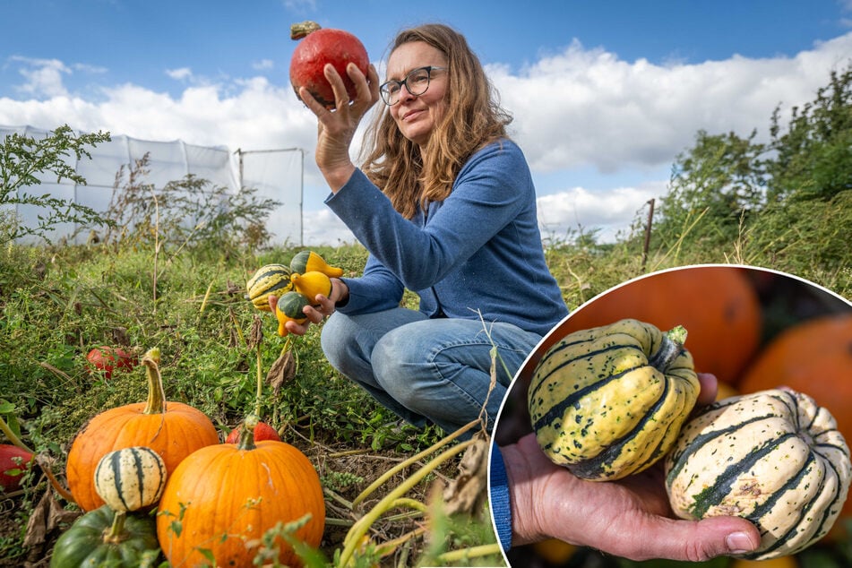 Gruselige Aussichten für Halloween: Kürbis-Flaute im Landgarten