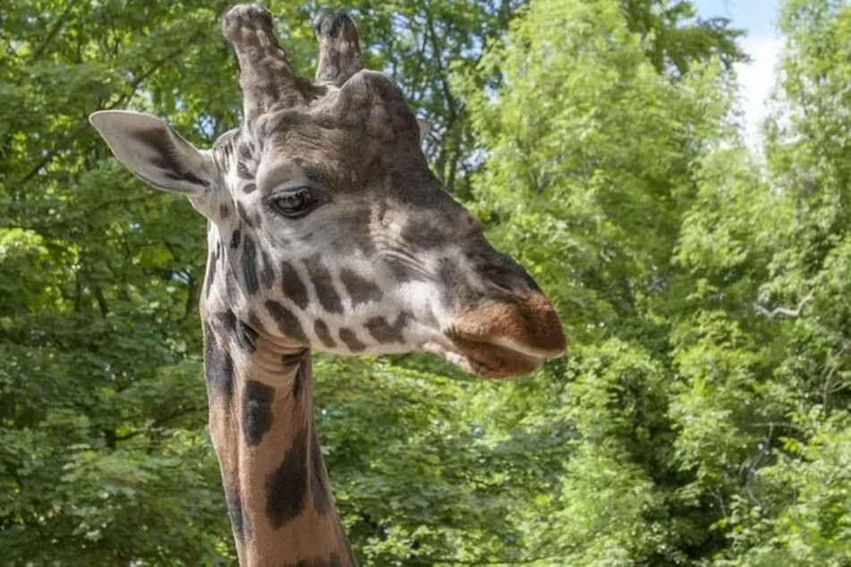 Kubwa galt als eines der beliebtesten Tiere des Zoos. Die Giraffe wurde 22 Jahre alt.