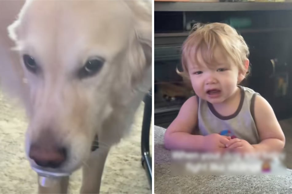 Jeune pleure comme une madeleine - lorsqu'elle découvre la raison, la mère ne peut qu'éclater de rire