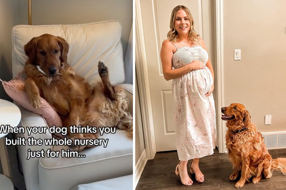 Kobe the golden retriever is about to get a new human sibling, and he has already taken over the nursery.
