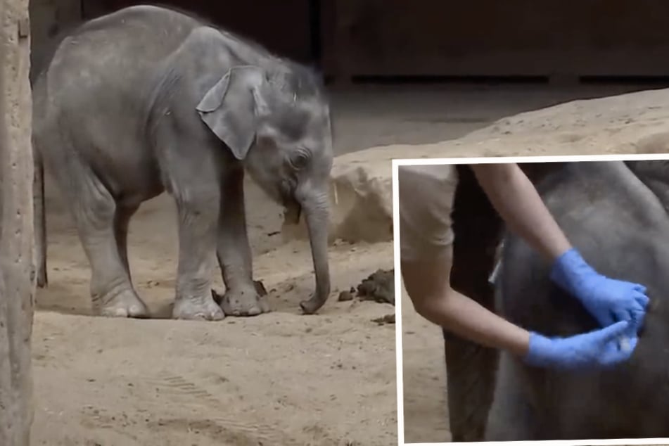 Zoo Leipzig: Sorgen um Elefantenbaby Kiran