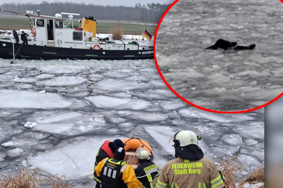 Waghalsiger Einsatz bei Magdeburg: Feuerwehr rettet Wildschweine aus Eis-Fluss