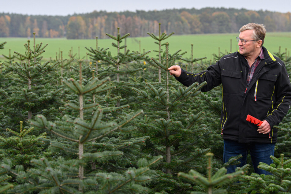 Peter Grafe (59) auf seiner Weihnachtsbaumplantage bei Thiendorf. Nur mit etwas Glück bleiben die Preise bei ihm in diesem Jahr stabil.