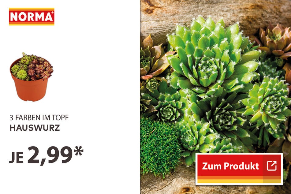 Hauswurz für 2,99 Euro