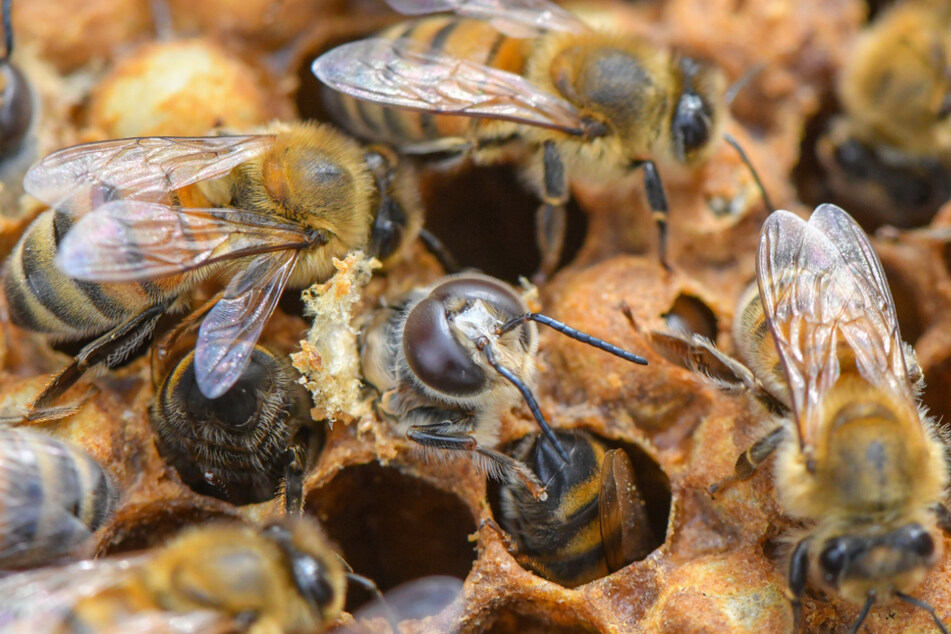 Bienenfleißig: Die Insekten gibt's jetzt zu mieten. (Symbolfoto)