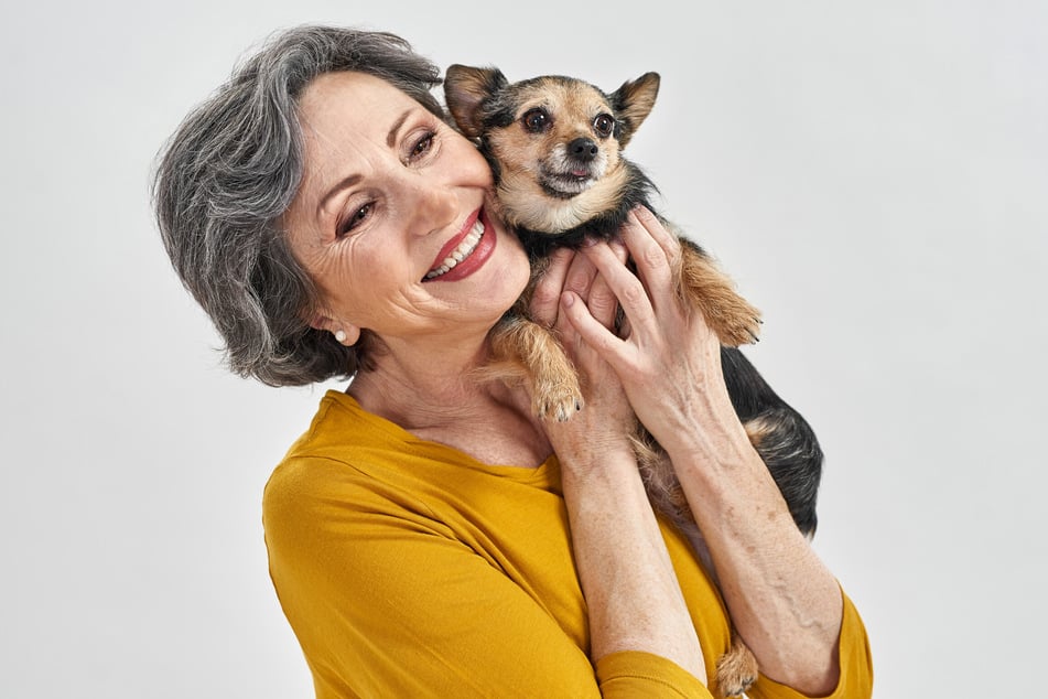 Ein Chigi ist meist anhänglich und verlangt viel Aufmerksamkeit.