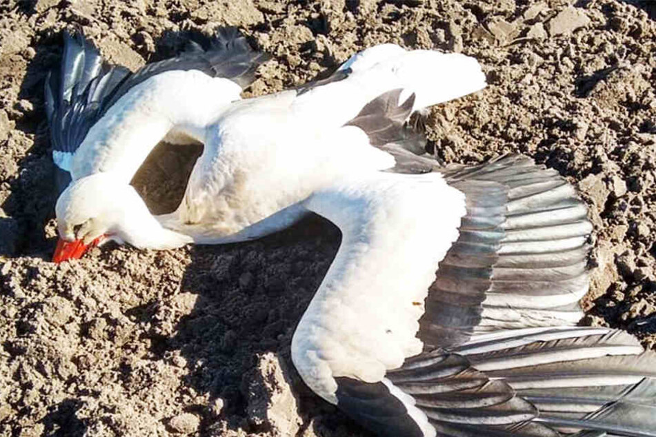 Tierquäler haben diesen Weißstorch mutwillig vergiftet.