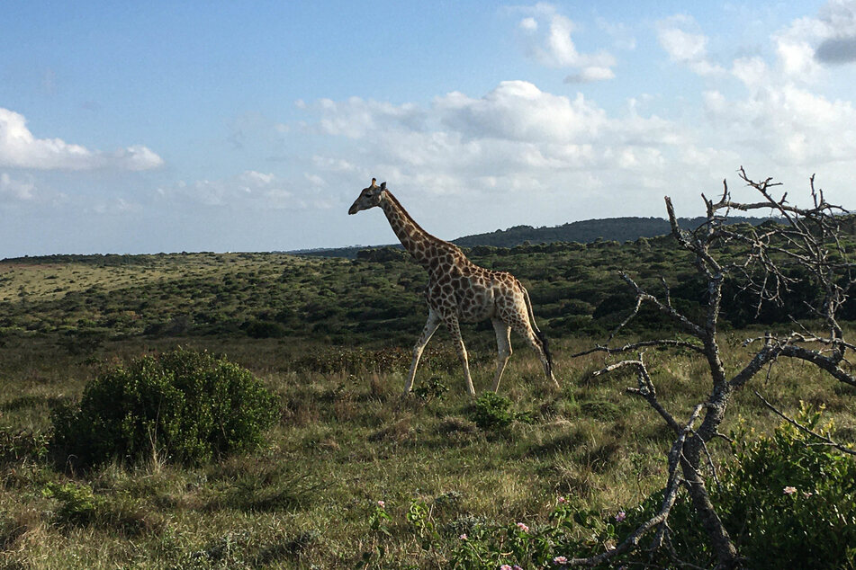 Im Inkwenkwezi-Nationalpark nahe East London bekommen die Besucher zahlreiche Wildtiere wie diese Giraffe zu Gesicht.