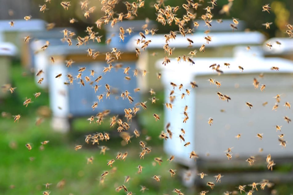 Imker hetzt Tausende Bienen auf Stadt-Mitarbeiter: Mehrere Verletzte