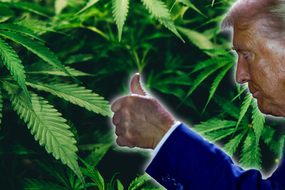 Donald Trump came out in favor of a ballot initiative that would legalize the recreational use of marijuana in Florida.