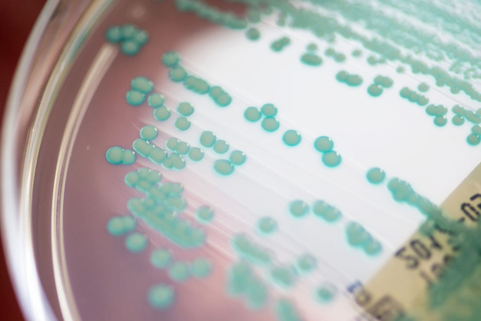 Multiresistente Keime werden vor allem durch Besucher in Kliniken eingeschleppt.