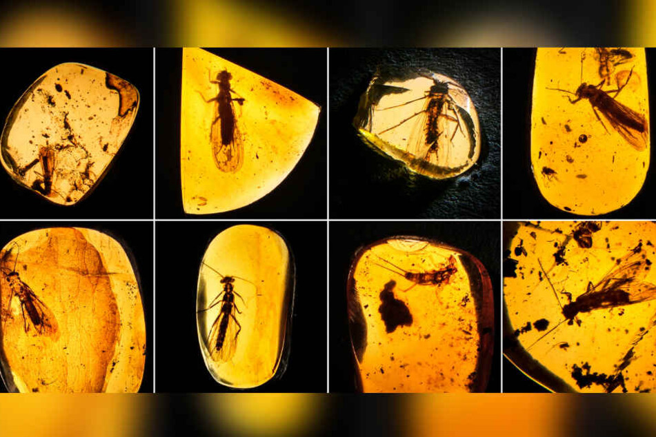 Die Steinfliegen mit den prominenten Namenspaten (obere Reihe v.l.): Petroperla mickjaggeri, Largusoperla Brianjonesi, Lapisperla Keithrichardsi, Largusoperla charliewattsi sowie unten (v.l.) Largusoperla micktaylori, Largusoperla billwymani, Electroneuri