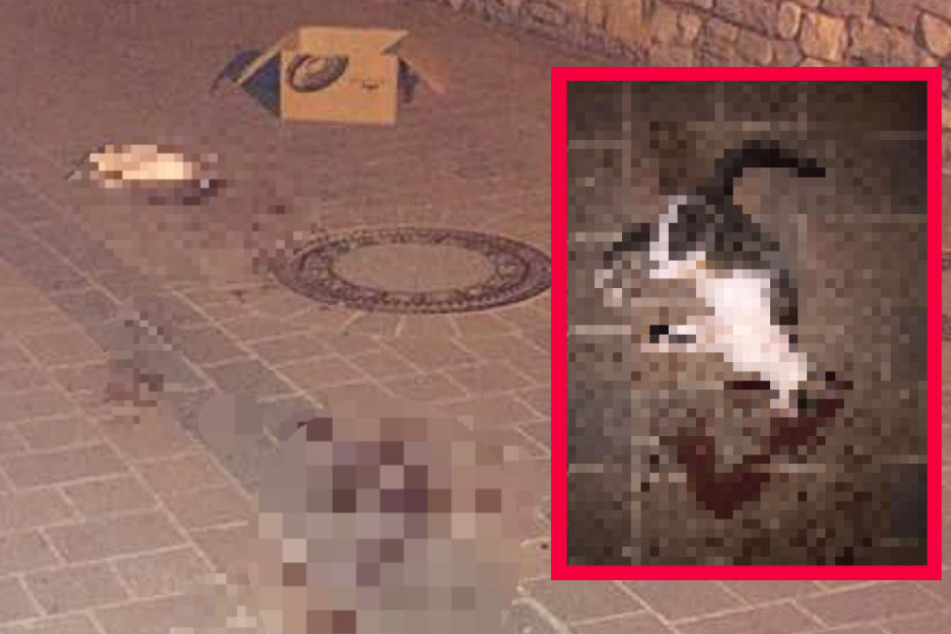 Die Katze wurde anscheinend unmittelbar vor dem Haus ihres Halters getötet.