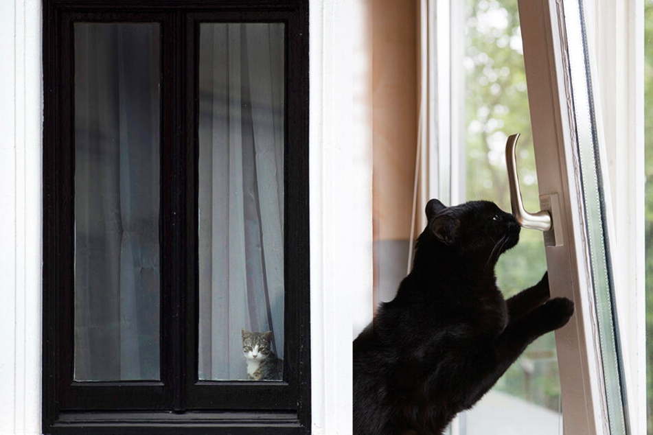 Katzen, die durch ein angekipptes Fenster versuchen, nach draußen zu gelangen, können sich schwere Verletzungen zuziehen. (Bildmontage)