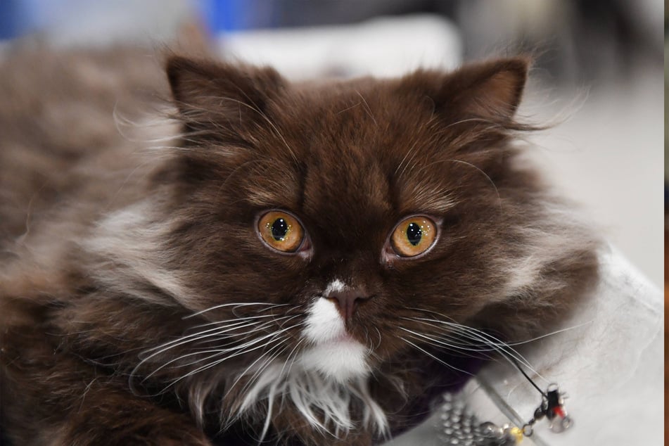 When it comes to long-haired flat-faced cats, few even come close to the British Longhair.