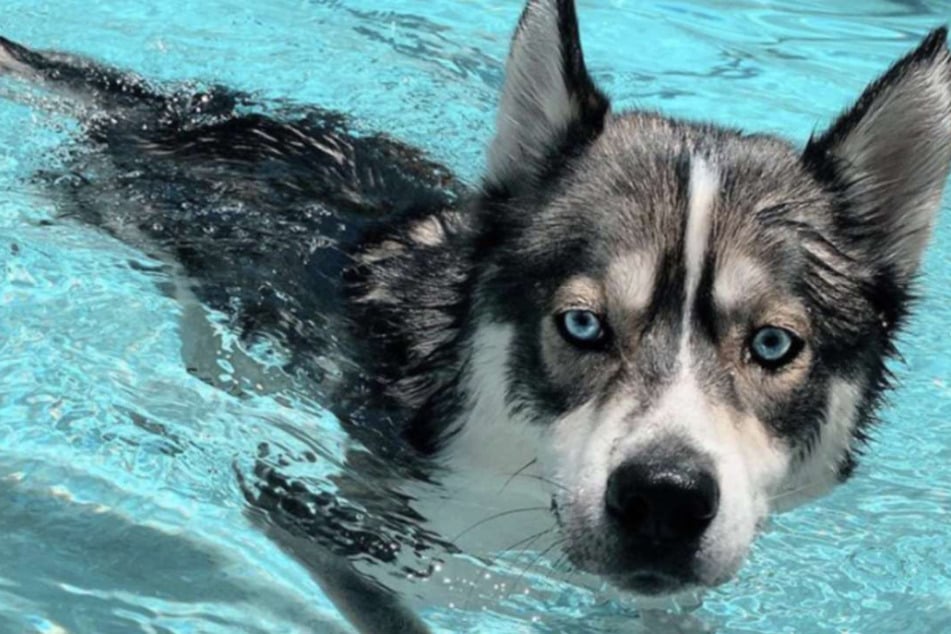Blue's happy place is the pool.
