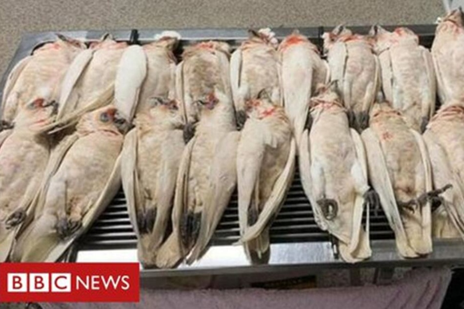 Wahrscheinlich wurden die zum Teil geschützten Kakadus in Australien vergiftet.