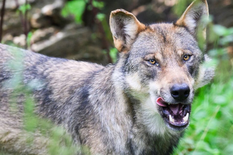 Wölfe: Traurige Gewissheit im Schwarzwald: Getöteter Wolf ist ein alter Bekannter