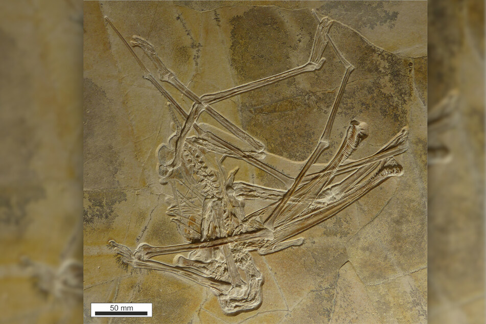 Das Fossil des Flugsauriers Balaenognathus maeuseri ist im Naturkundemuseum Bamberg zu sehen.
