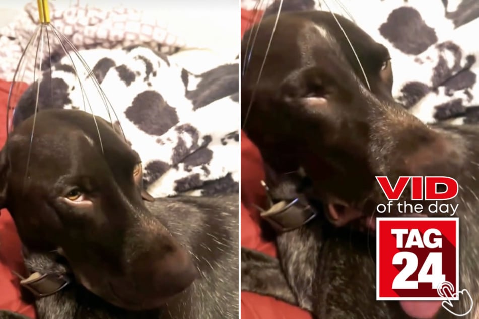 Today's Viral Video of the Day features a dog who got instantly relaxed thanks to the help of an incredible head massager!