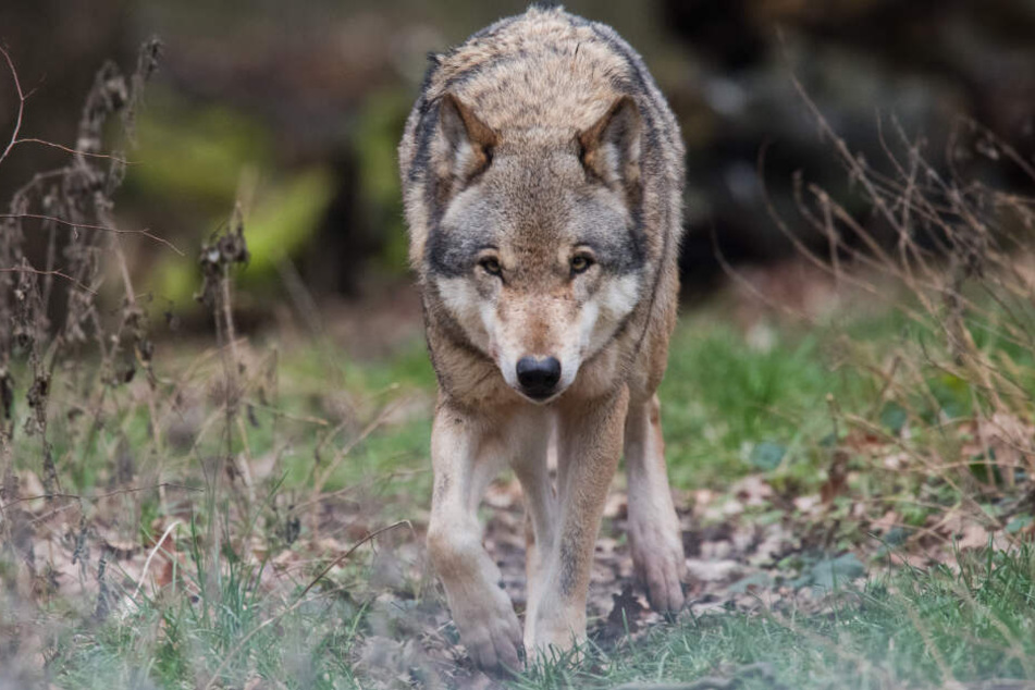 Die Wölfe breiten sich in Deutschland wieder aus. Dieser hier lebt allerdings in einem Wolfsgehege.