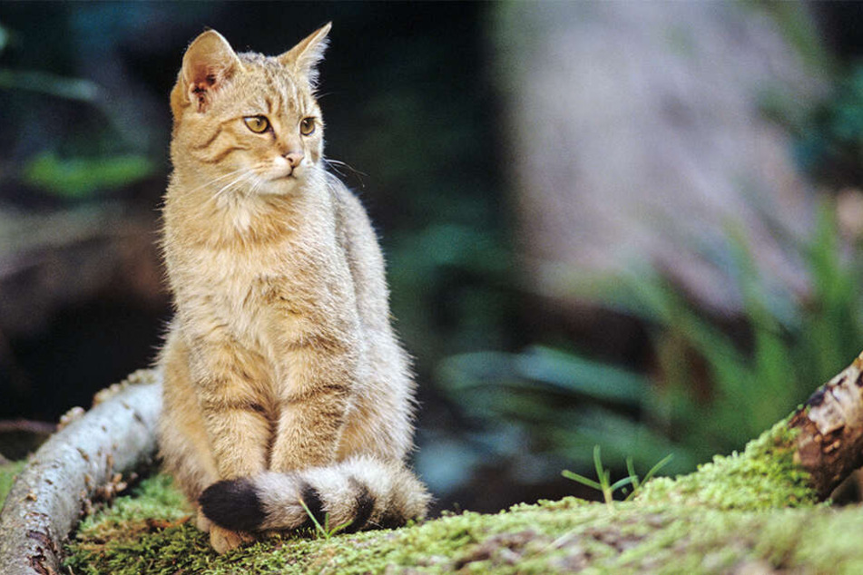 Vor allem die jungen Wildkatzen sehen den Hausmiezen verdammt ähnlich. Experten warnen trotzdem davor, die Tiere zu streicheln.