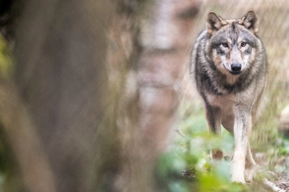 Doch nur ein wildernder Hund? Verwirrung um Wolfsangriff bei Bautzen