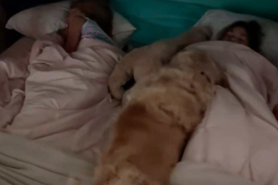 Po skończonej pracy budzącej pies przytula się do kołdry.