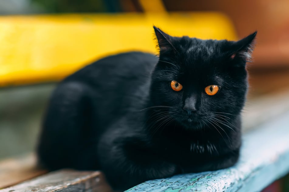 Die Bombay-Katze ist die einzige Rasse, bei der das Fell immer schwarz sein sollte.