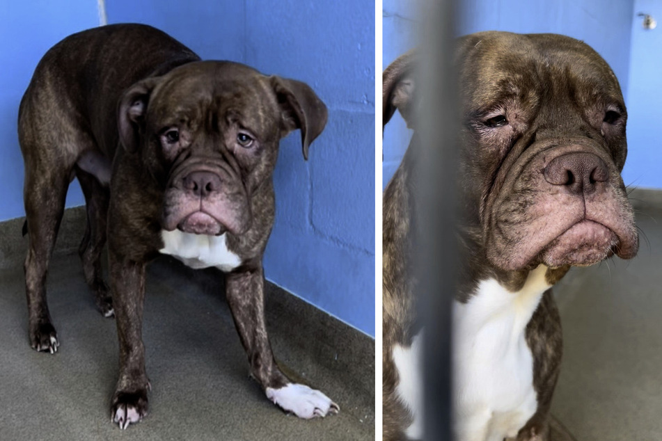 Traurigster Hund im Tierheim adoptiert, doch er hat sich sehr verändert!
