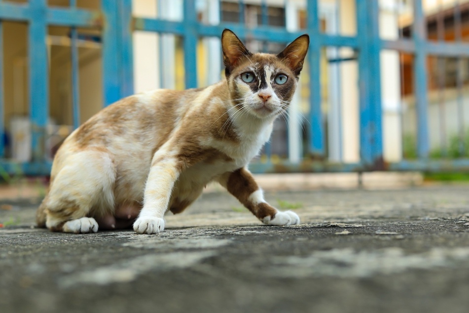 Thai cats are remarkable creatures, and very underappreciated.