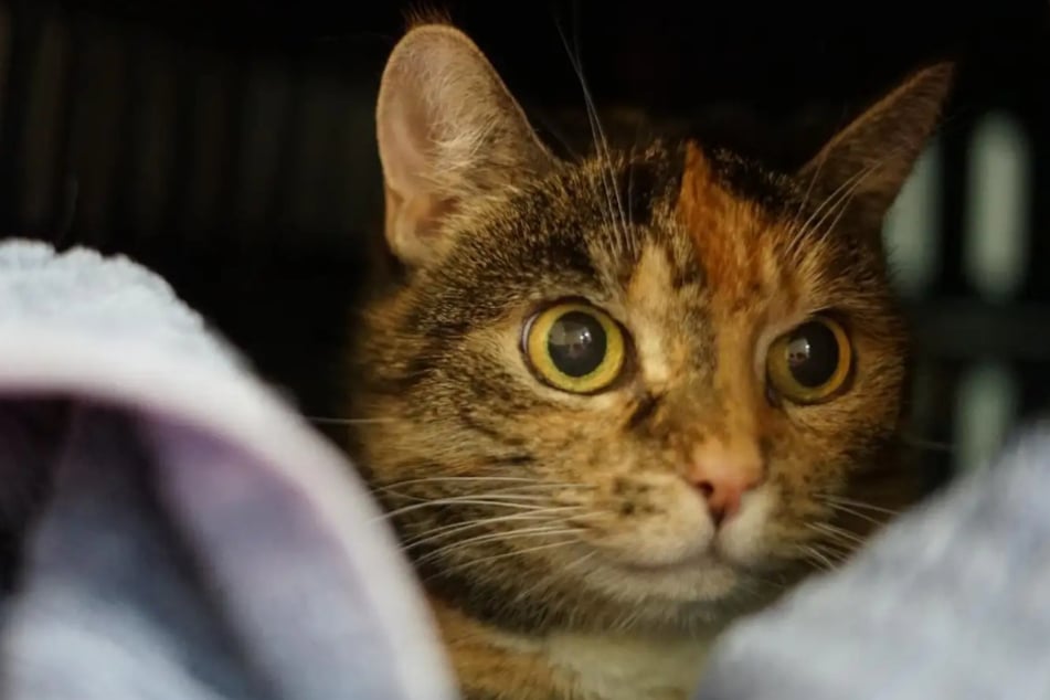 Luna May aus dem Hamburger Tierheim ist auf der Suche nach einem liebevollen Zuhause für ihren Lebensabend.