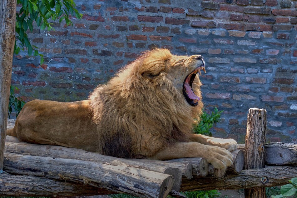 Lion roams the streets of Italian town after daring escape from circus!