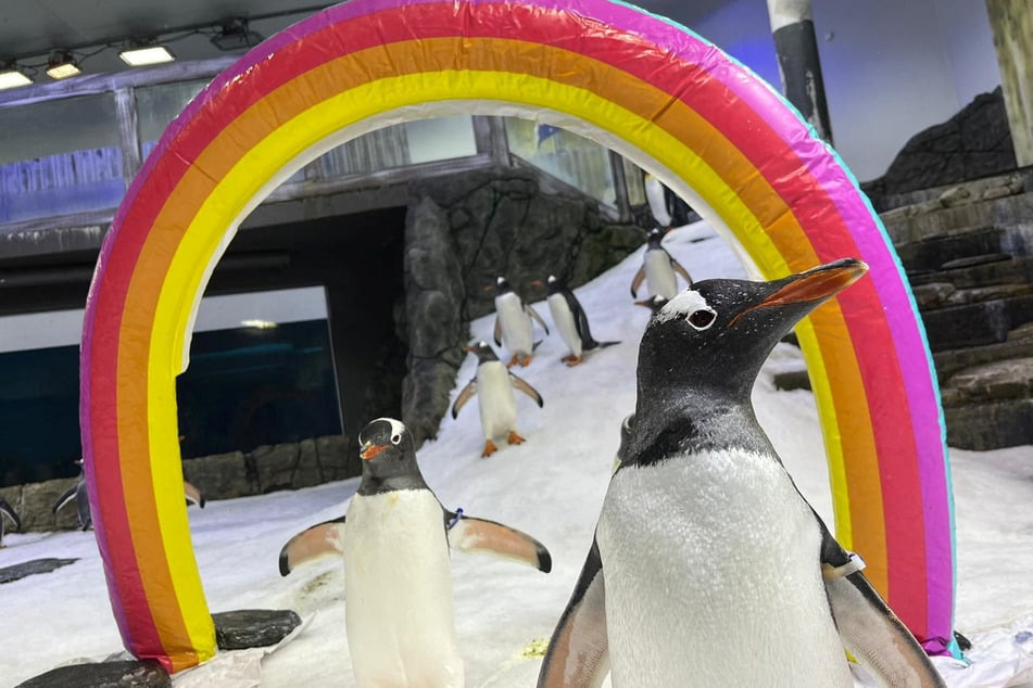 Sphen (r.), one half of a famous same-sex penguin couple at a Sydney aquarium, has passed away at the age of 12.