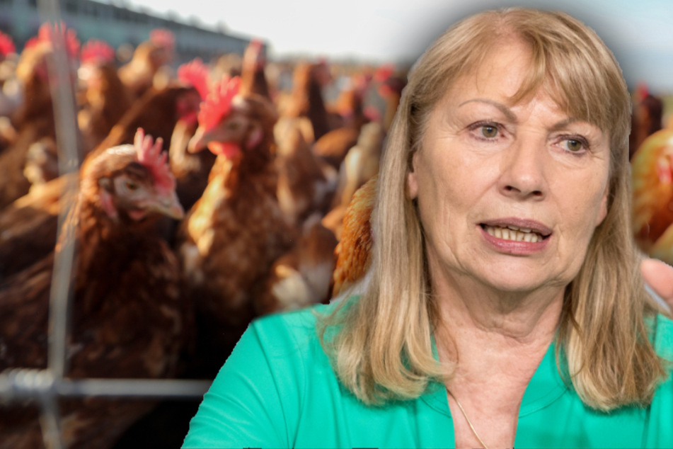 Sozialministerin Petra Köpping (65, SPD) warnt weiterhin vor der Geflügelpest. Geflügelhalter sind aufgefordert, ihre Tiere gegen Kontakte zu Wildvögeln abzusichern.