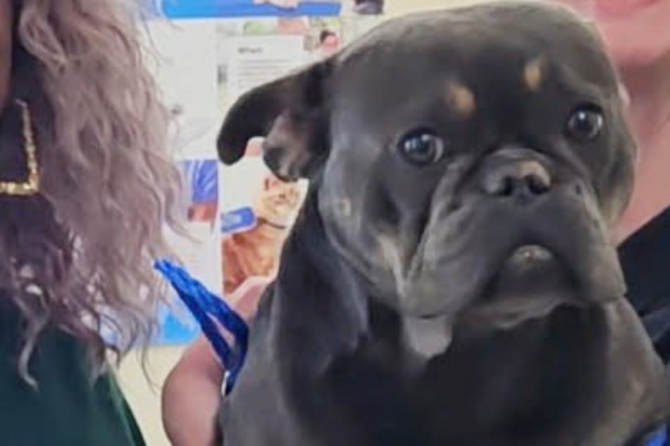 Tierheim-Mitarbeiterin checkt Mikrochip von neuem Hund: Kurz darauf trifft sie der Schlag