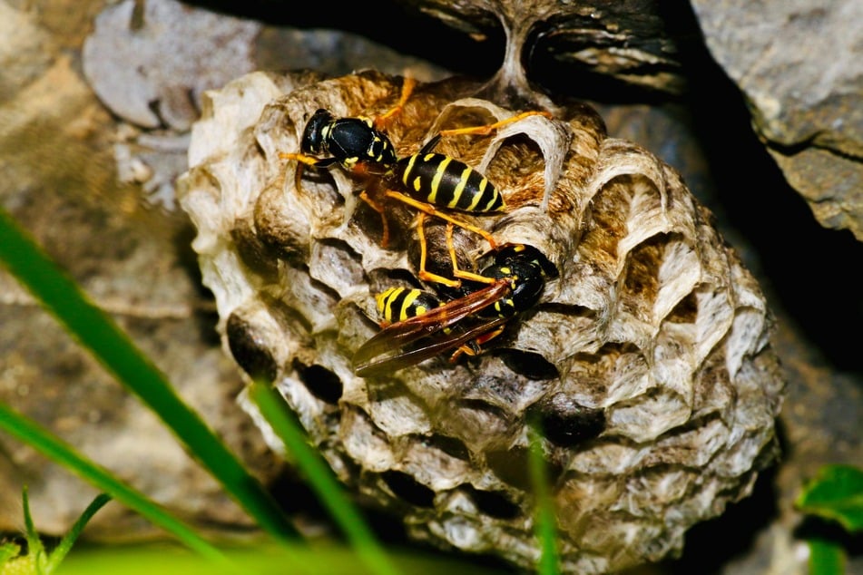 Wespen und ihre Nester stehen unter Naturschutz.