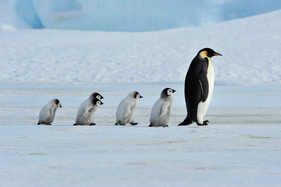 New emperor penguin colony discovered with the help of a satellite – and poo!