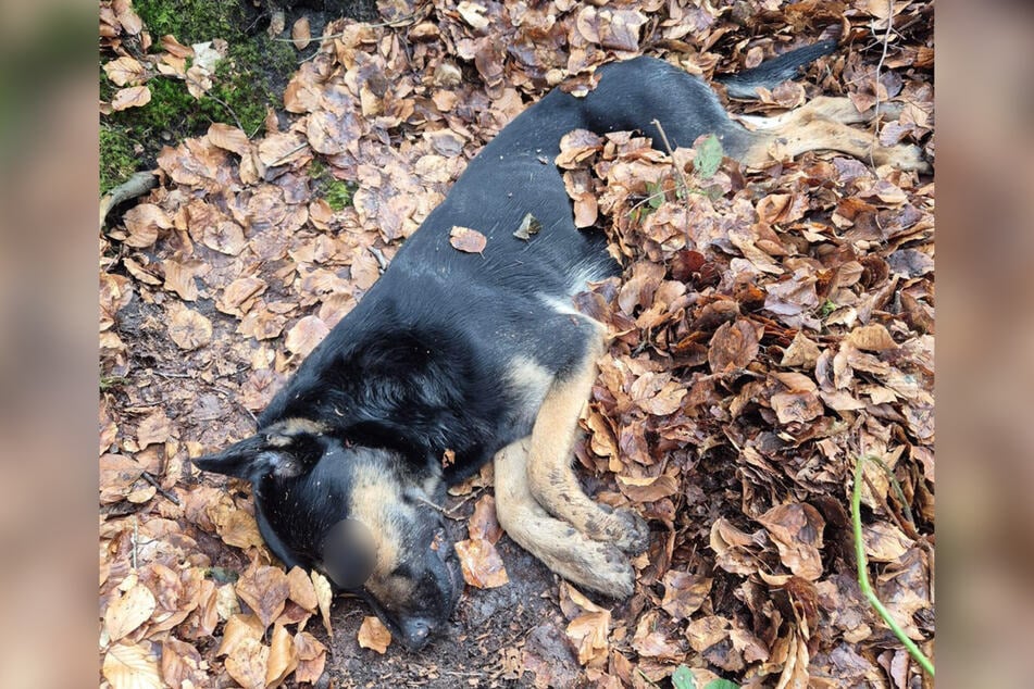 Der Hund wurde geschwächt und bewusstlos im Karlumer Forst gefunden.