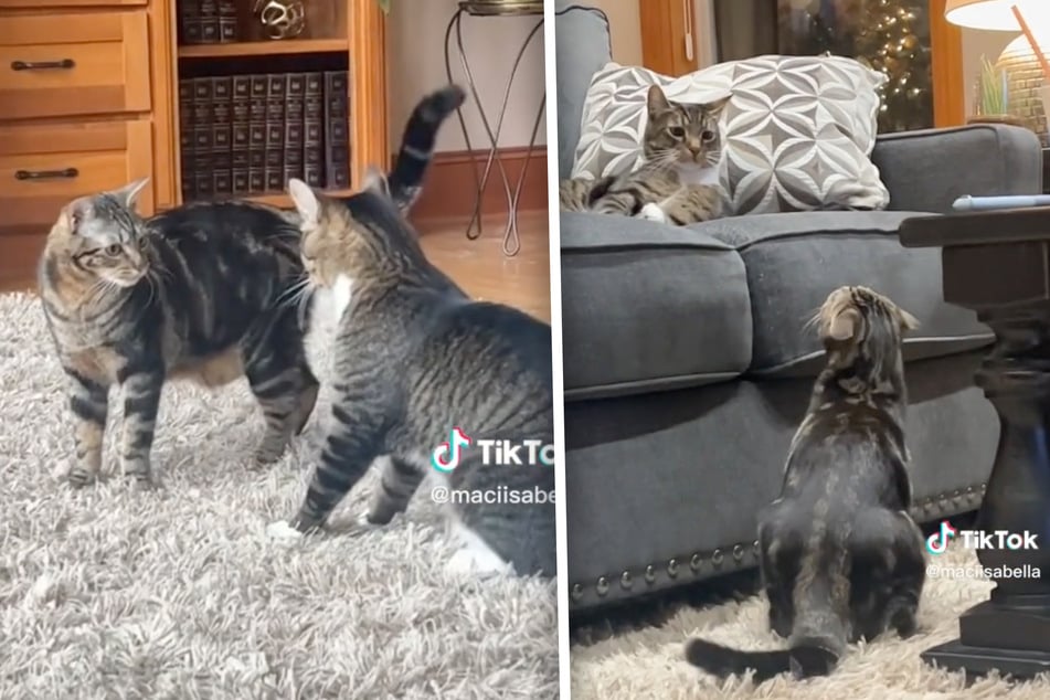 Cat sees another feline for the first time and the reaction is priceless!