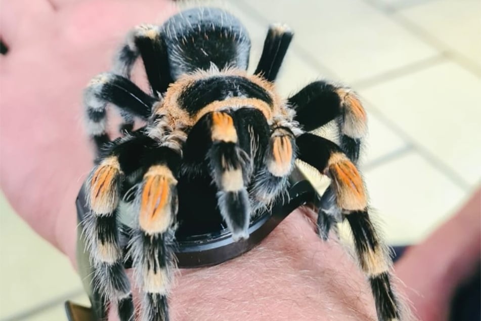 Unerschrocken und furchtlos lässt ein speziell geschulter Feuerwehrmann sogar eine dicke, haarige Spinne auf seinem Arm spazieren.