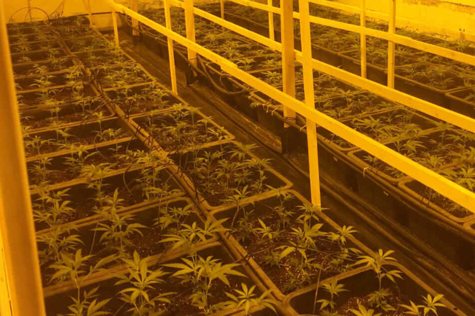 Unter anderem stellten die Pplizisten eine Marihuana-Plantage mit 4320 Pflanzen sicher.