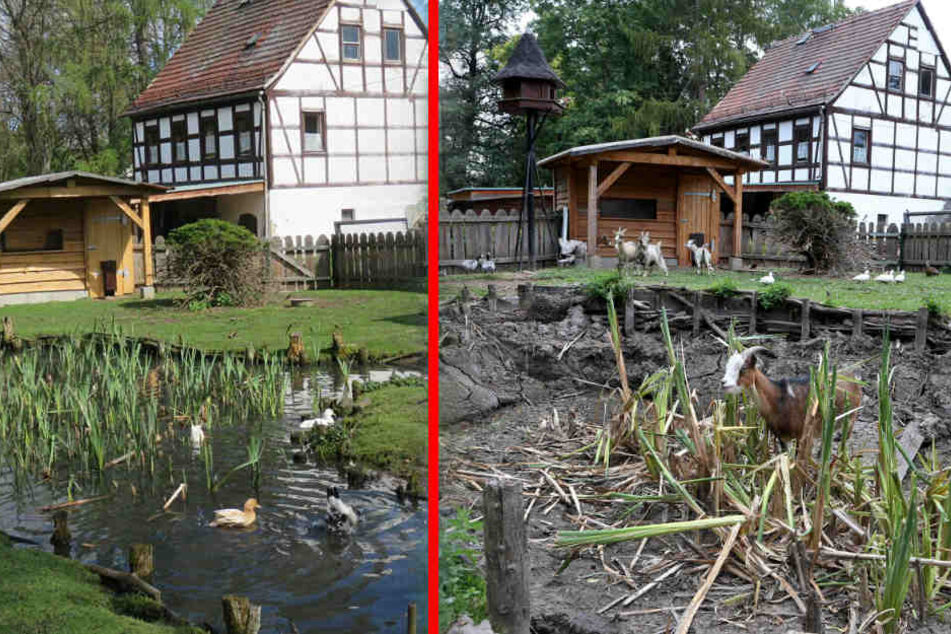 Der direkte Vergleich macht es deutlich: Der einst gut gefüllte Teich fiel der Hitze-Welle zum Opfer.