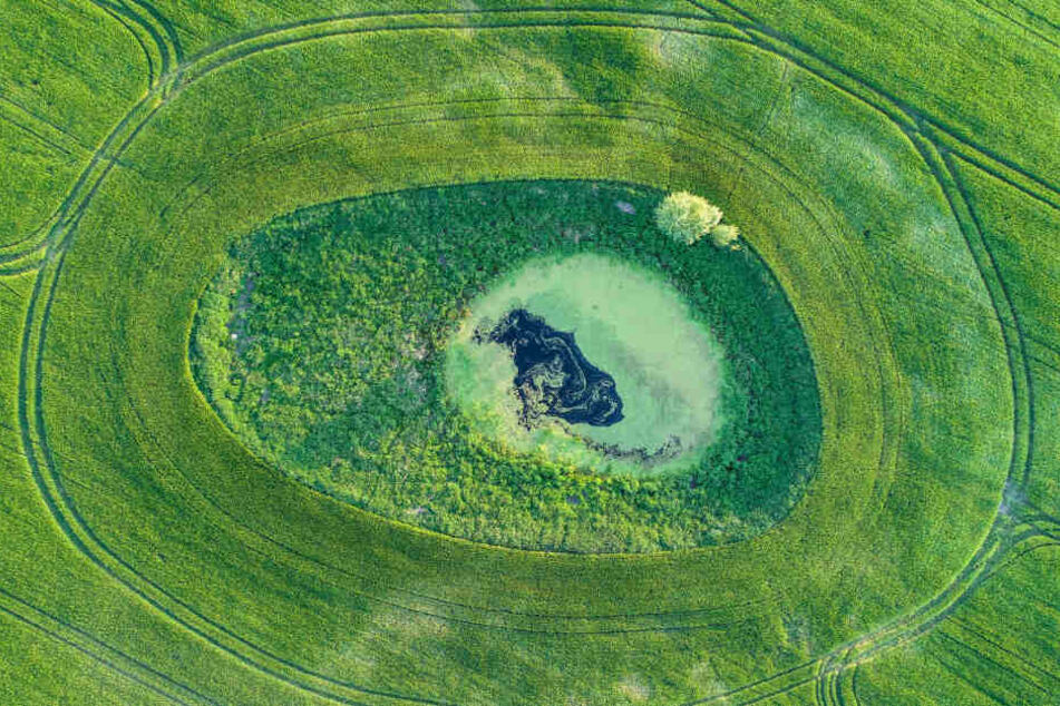 Hier zu sehen ist ein Getreidefeld in Brandenburg mit einem sogenannten "Soll", einem in der Regel kreisrunden oder ovalen Kleingewässer, das ein Biotop bildet.