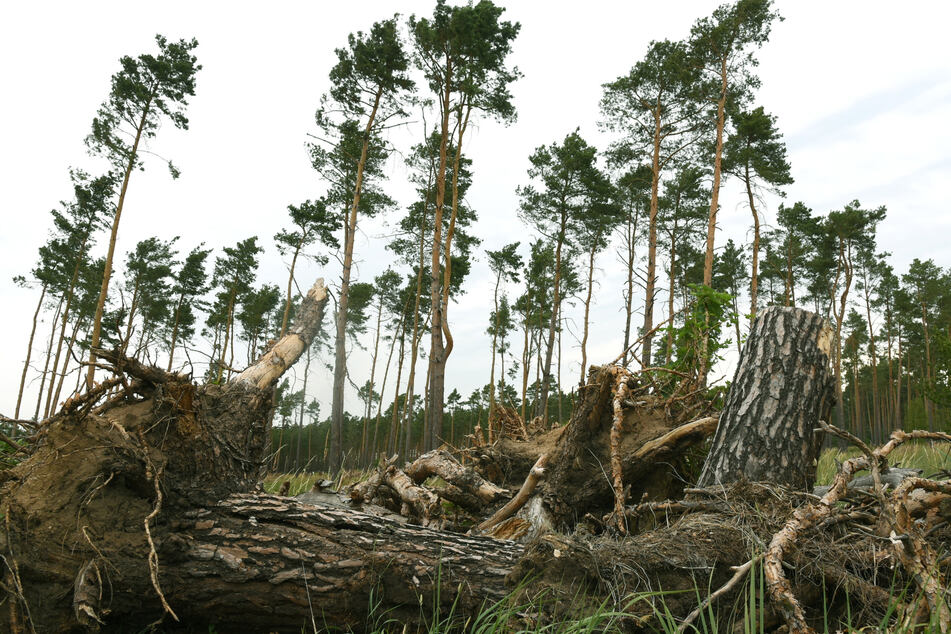 Fast abgestorbene 25 Meter hohe Kiefern an einer Landstraße in Nordsachsen. Seit 2018 erlebt Sachsen Dürre-Jahre. Die Bäume verloren dadurch an Widerstandskraft. So konnten ihnen Schädlinge wie der Borkenkäfer den Rest geben.