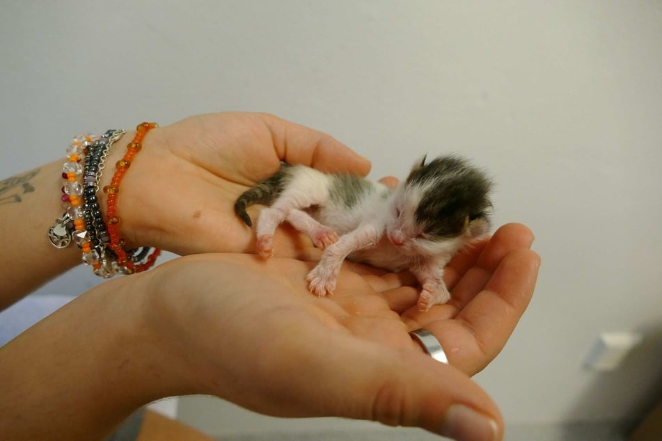 El gatito Keema tiene patas delanteras deformes y pesaba solo 35 gramos cuando fue entregado en el refugio.