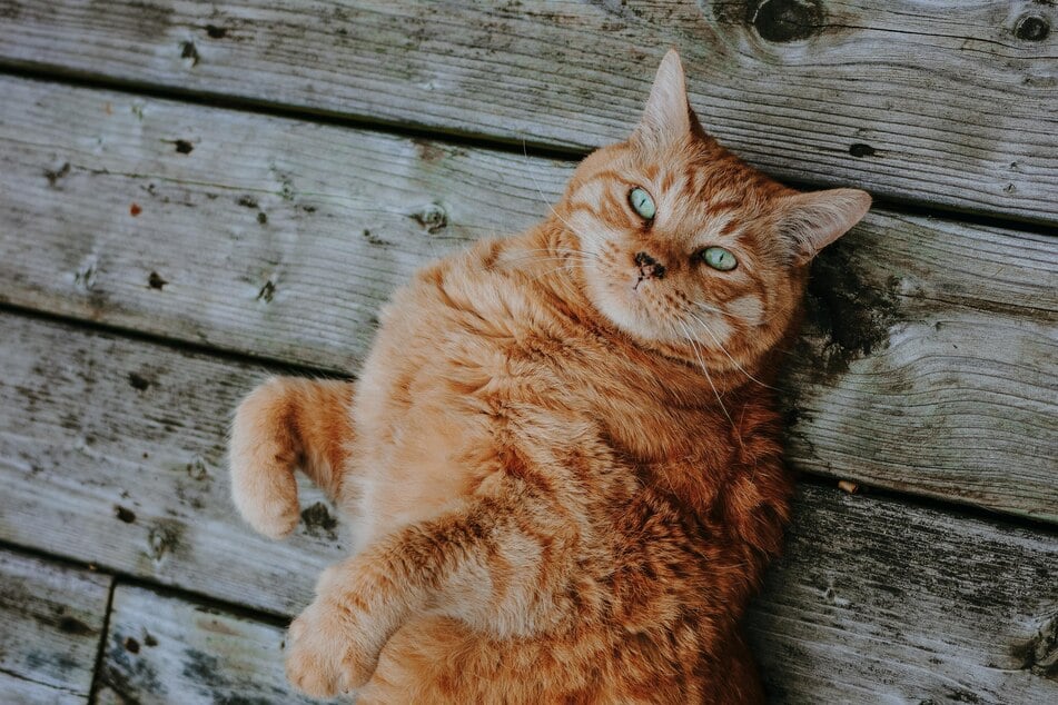 Seniorkatzen werden im Alter nicht nur gemütlicher, sondern auch hilfsbedürftiger.